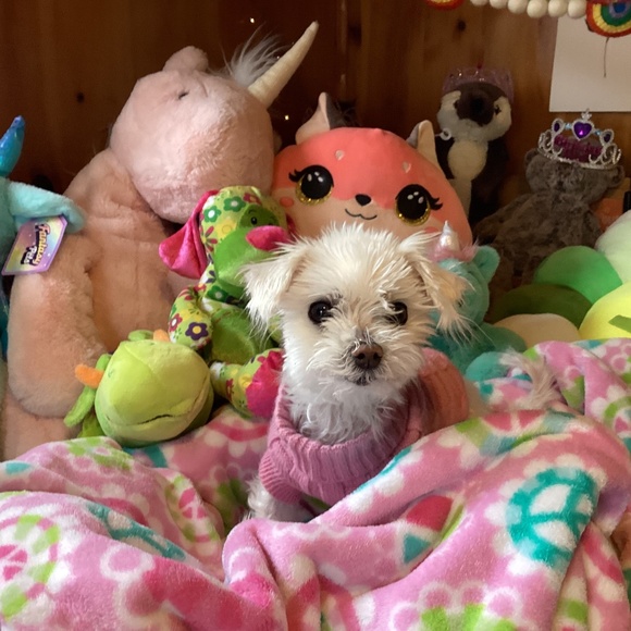 Peace - Picture 1 of 1